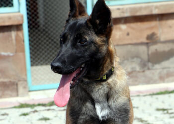 Proteo'nun ismi AFAD'a katılan köpeğe verildi