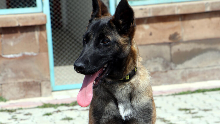 Proteo'nun ismi AFAD'a katılan köpeğe verildi