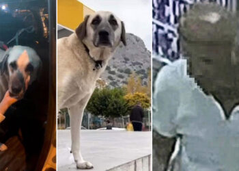 Cinsel saldırıya uğradığı iddia edilen köpek bulundu