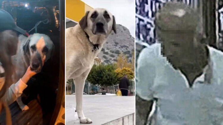 Cinsel saldırıya uğradığı iddia edilen köpek bulundu