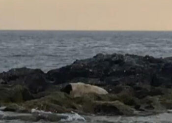 Şile'de adada mahsur kalan köpek kurtarıldı