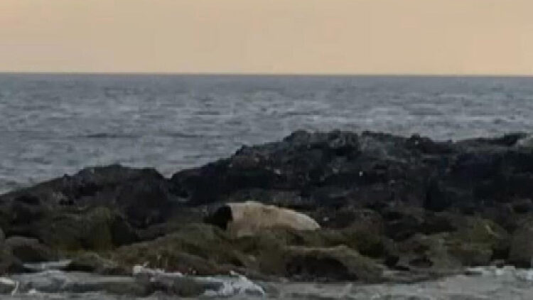 Şile'de adada mahsur kalan köpek kurtarıldı