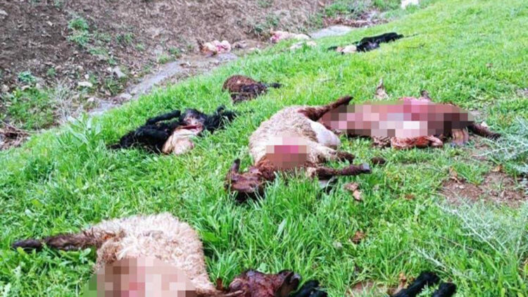 Şırnak'ta kurt sürüsü 30 koyunu öldürdü