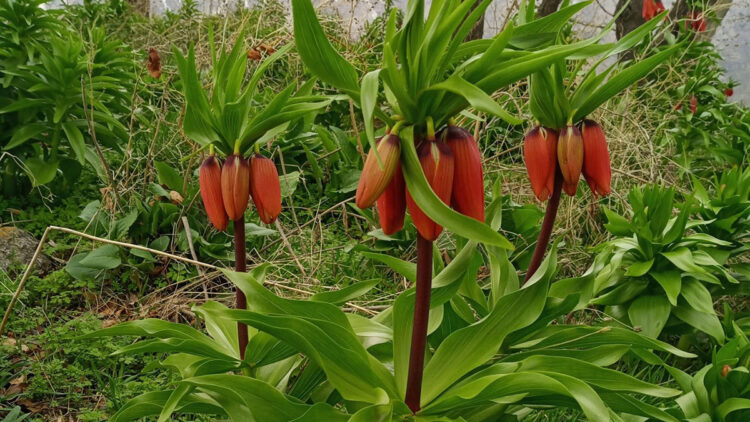 Ters laleler açtı; koparmanın cezası 244 bin TL
