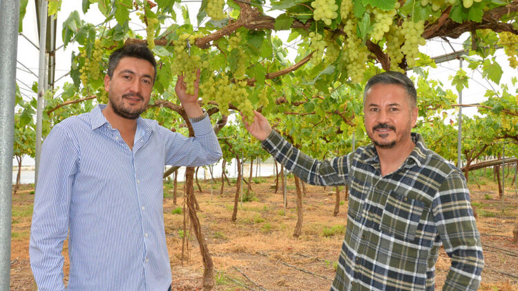 Turfanda üzüm hasadı örtü altında başladı