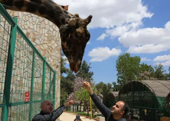 Türkiye'nin en büyük hayvanat bahçesinde bahar hazırlığı