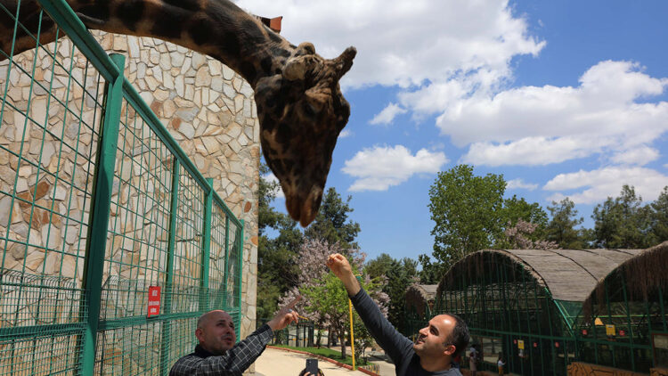 Türkiye'nin en büyük hayvanat bahçesinde bahar hazırlığı
