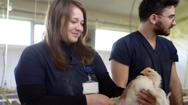 Üniversiteden ‘kekik kokan tavuk’ projesi