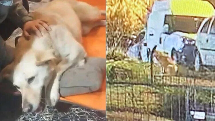 Üsküdar'da sokak köpeğine silahlı saldırı