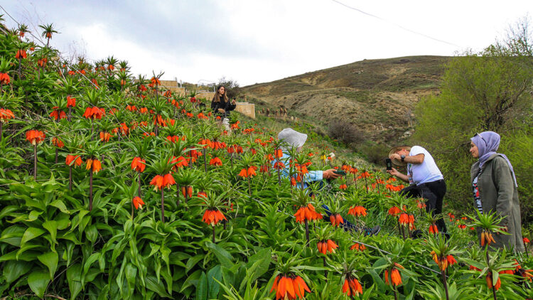 Van'da ters laleler çiçek açtı