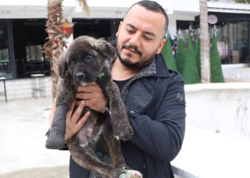 Vücudu kesilip, boğazı delinen köpek tedaviye alındı