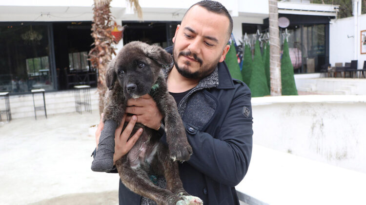 Vücudu kesilip, boğazı delinen köpek tedaviye alındı