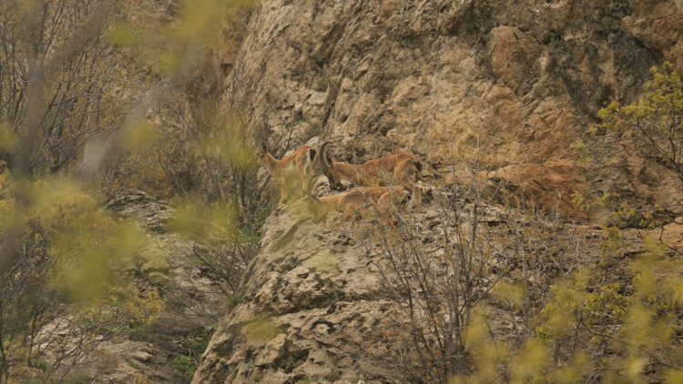 Yaban keçileri sürü halinde görüntülendi