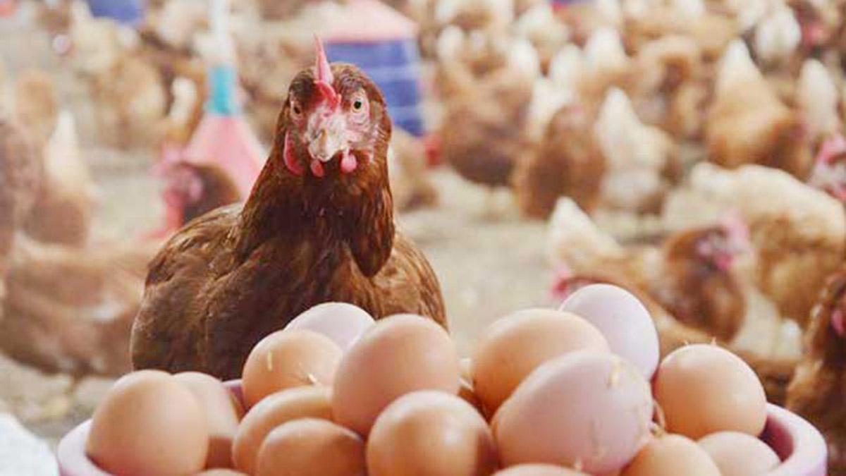Yumurta üretimi ve inek sütü miktarı arttı