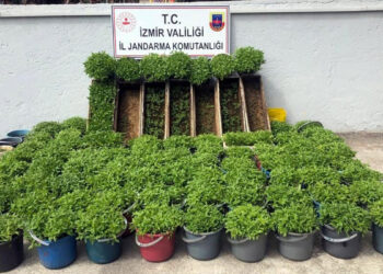 Arı kovanı ve saksılarda kenevir yetiştirmiş