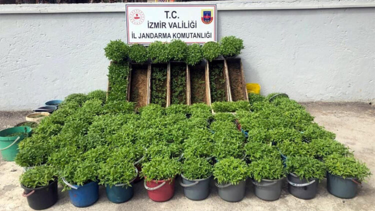 Arı kovanı ve saksılarda kenevir yetiştirmiş