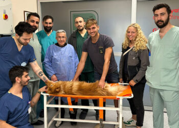 Azı dişi kırılan köpeğe kanal tedavisi yapıldı