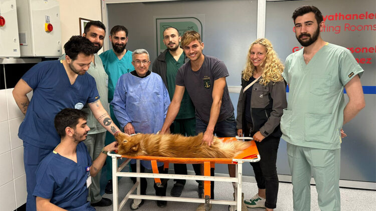 Azı dişi kırılan köpeğe kanal tedavisi yapıldı