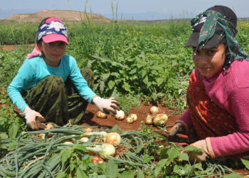 Tarım işçilerinin çocukları tarlada soğan hasadı yapıyor