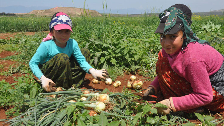 Tarım işçilerinin çocukları tarlada soğan hasadı yapıyor