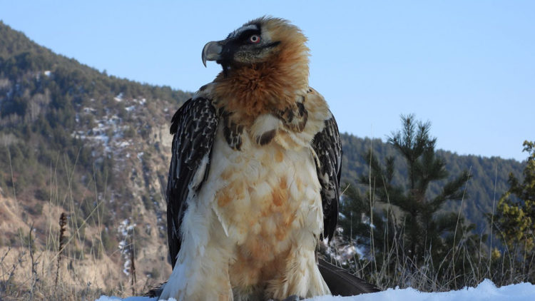 Bitkin halde bulunan sakallı akbaba doğaya salındı