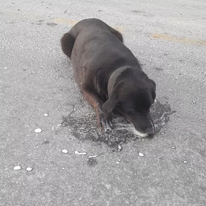 Bodrumda zehirlenen kopek veterinere goturulurken oldu 9519 dhaphoto1 - yaşam - haberton