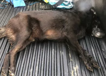 Bodrum'da zehirlenen köpek veterinere götürülürken öldü