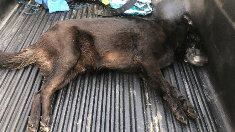 Bodrum'da zehirlenen köpek veterinere götürülürken öldü