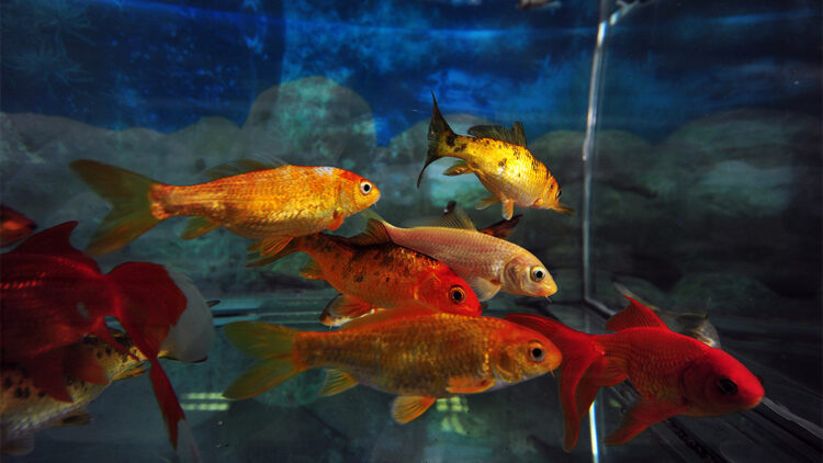 Bursa’nın içme suyu akvaryumdaki balıklara emanet