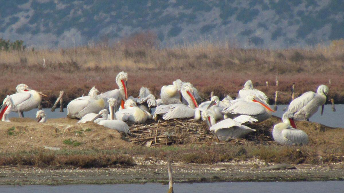Büyük Menderes Deltası'nda kaçak açılan kanal kapatılıyor