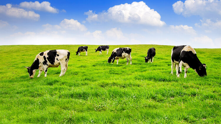 Damızlık hayvan sayısı azalırsa fiyatlar artar