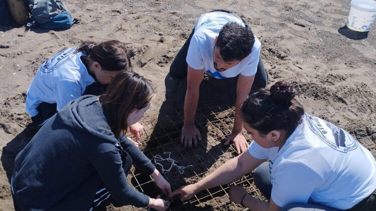 Dalyan kumsalında caretta yuvası tespit edildi
