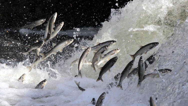 Deliçay Deresi'nde su seviyesi yükseldi