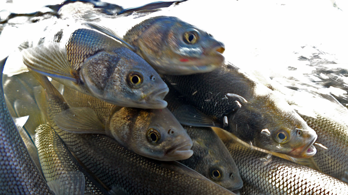 Deliçay Deresi'nde su seviyesi yükseldi