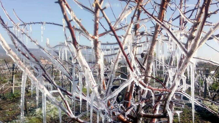 Ege Bölgesi'ndeki 5 il için zirai don uyarısı