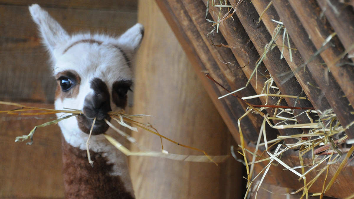 Erken doğan alpaka için isim aranıyor