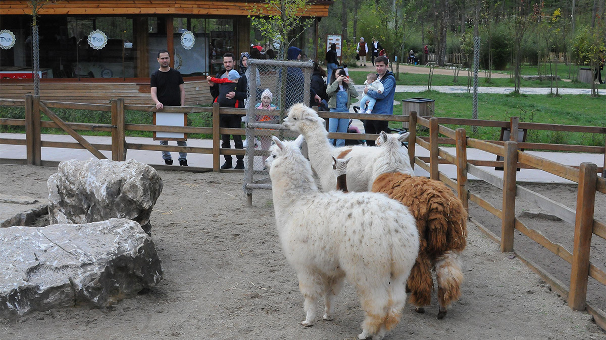 Kocaeli'nin Kartepe ilçesindeki doğal yaşam parkı Ormanya'da, 1 hafta erken doğan alpaka, 10 günlük tedavi sonrası sağlığına kavuştu. Bakıcıların özenle bakıp, özel bölüme aldığı alpaka için şimdi de anketle isim aranıyor.