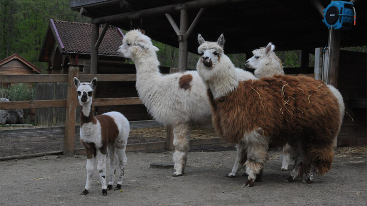 Erken doğan alpaka için isim aranıyor