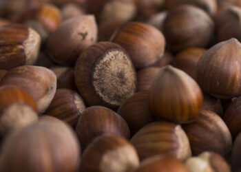 Ferrero Fındık tarımsal desteğini üreticiye ulaştırıyor