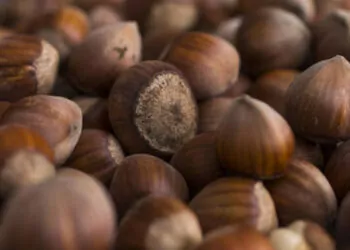 Ferrero fındık tarımsal desteğini üreticiye ulaştırıyor