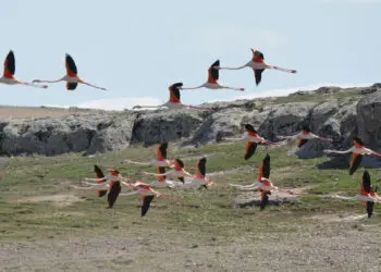Flamingolar tuz gölü'nde kuluçka dönemine girdi