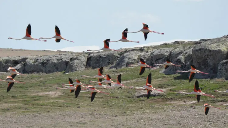 Flamingolar tuz gölü'nde kuluçka dönemine girdi