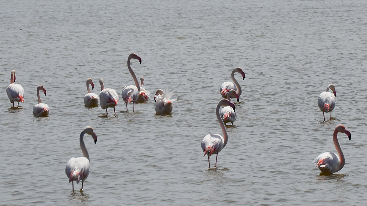 Türkiye'nin 2'nci büyük gölü olan tuz gölü'ne göçmeye başlayan flamingolar tuz gölü'nde kuluçka dönemine girdi. Aksaray belediye başkanı evren dinçer, "bu kuşların gelecek nesillere aktarılması adına çevresel tüm tedbirleri de belediye olarak alıyoruz" dedi.