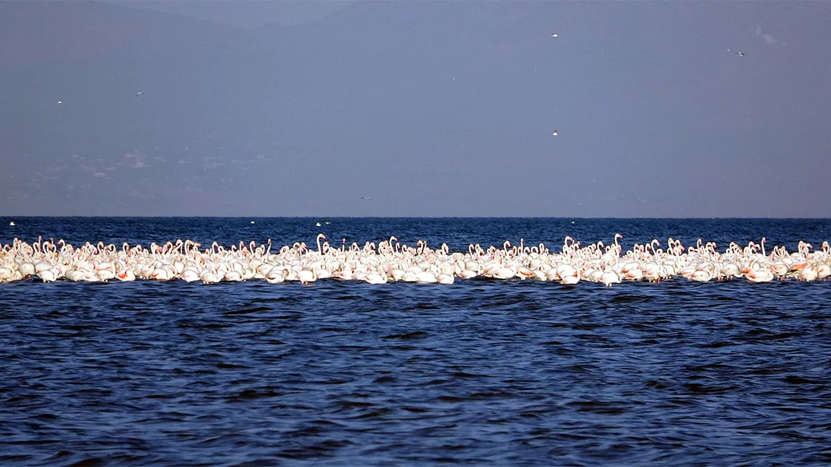 Binlerce flamingo van gölü'ne geldi