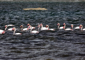 Binlerce flamingo Van Gölü'ne geldi