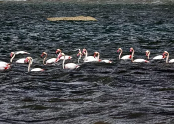 Binlerce flamingo van gölü'ne geldi
