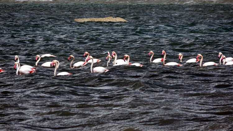 Binlerce flamingo Van Gölü'ne geldi