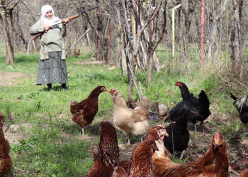 Gülistan Hanım'ın 'çakal' nöbeti