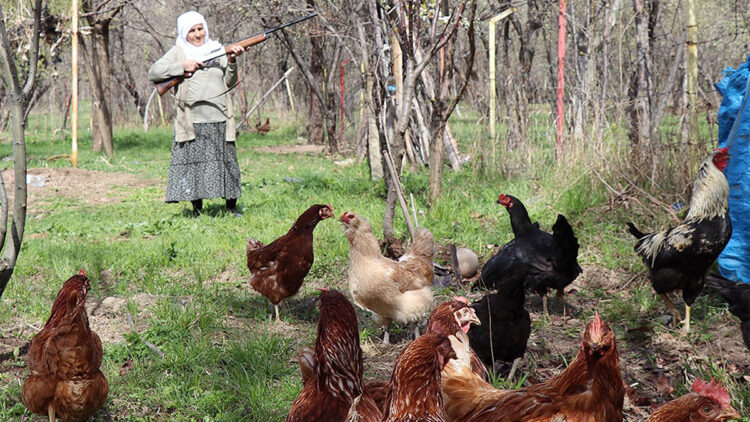Gülistan Hanım'ın 'çakal' nöbeti