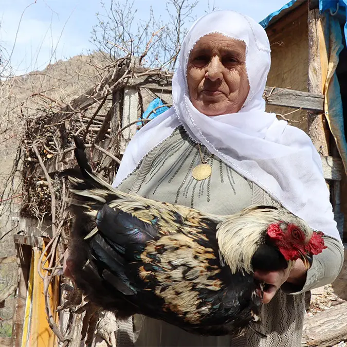 Erzurum'un olur ilçesinde gülistan kurt tavuklarını çakallardan korumak için elinde tüfekle nöbet tutuyor.